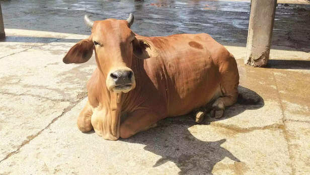 351674-cattle-cow-buffalo-treatment-45-scaled