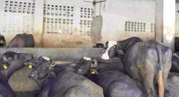 351676-cattle-cow-buffalo-treatment-31-scaled