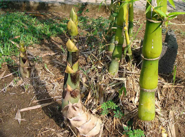 354404-bamboo-shoots-uses-health-benefits-medicinal-uses-4
