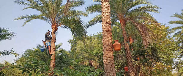 369714-date-palm-jaggery-winter-bankura-west-bengal-delicacy-patali-gur-traditional-jaggery-making-13-scaled