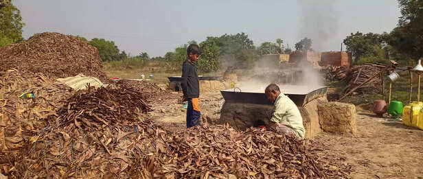 369716-date-palm-jaggery-winter-bankura-west-bengal-delicacy-patali-gur-traditional-jaggery-making-8-scaled