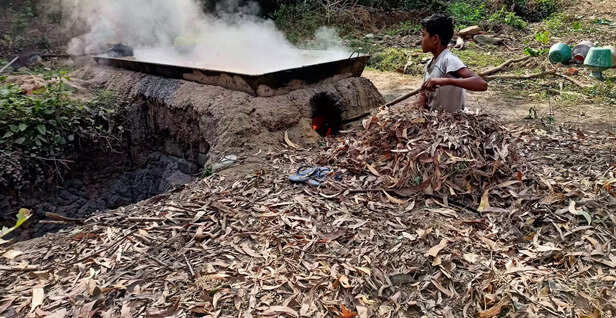 369717-date-palm-jaggery-winter-bankura-west-bengal-delicacy-patali-gur-traditional-jaggery-making-1-scaled