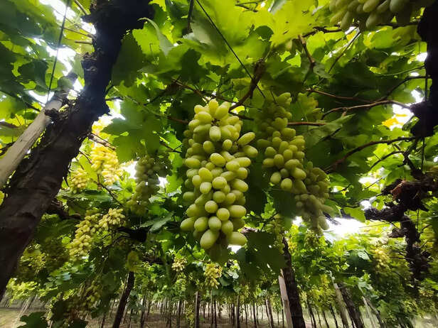 358359-grapes-farming-angur-ki-kheti
