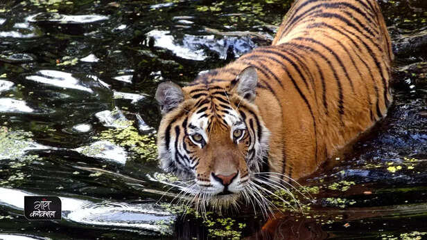 357518-sathyamangalam-tiger-reserve-str-tamilnadu-tx2-awards-1