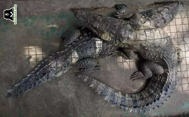 366352-the-ngo-rescued-two-crocodiles-on-the-same-night-1