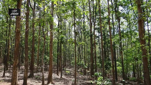 357384-forest-survey-report-2021-total-forest-tree-cover-of-the-country-andhra-pradesh-telangana-odisha-bhupender-yadav-2