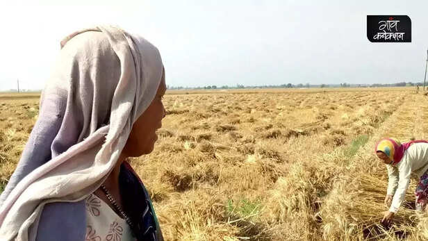 359421-wheat-production-exports-pm-garib-kalyan-anna-yojana-ukraine-russia-war-public-distribution-system-rice-right-to-food-punjab-uttar-pradesh-mandi-msp-3