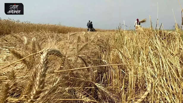 359422-wheat-production-exports-pm-garib-kalyan-anna-yojana-ukraine-russia-war-public-distribution-system-rice-right-to-food-punjab-uttar-pradesh-mandi-msp-5