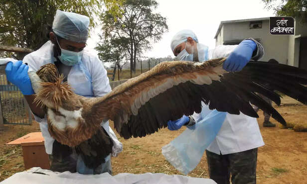 358957-himalayan-griffon-vulture-panna-tiger-reserve-migration-gps-tagging-china-5