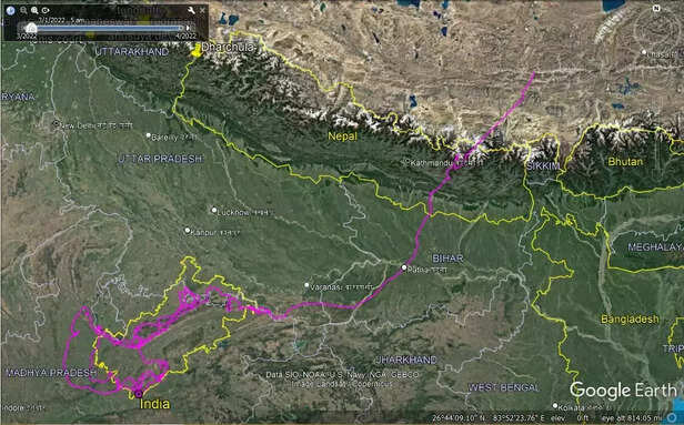 358958-himalayan-griffon-vulture-panna-tiger-reserve-migration-gps-tagging-china-1