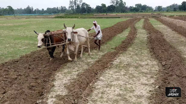 360575-kharif-paddy-farming-monsoon-rainfall-uttar-pradesh-bihar-jharkhand-drought-monsoon-climate-change-floods-5