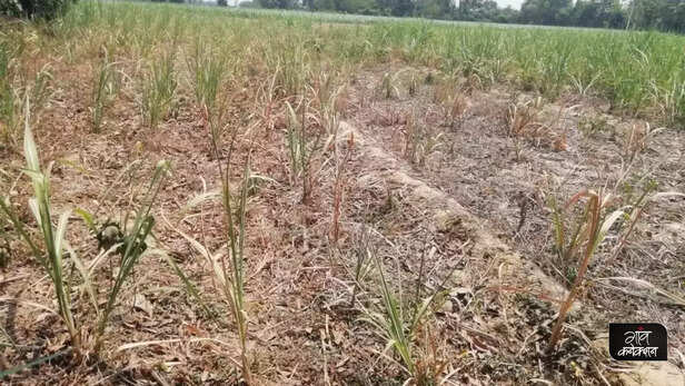 360577-kharif-paddy-farming-monsoon-rainfall-uttar-pradesh-bihar-jharkhand-drought-monsoon-climate-change-floods-2