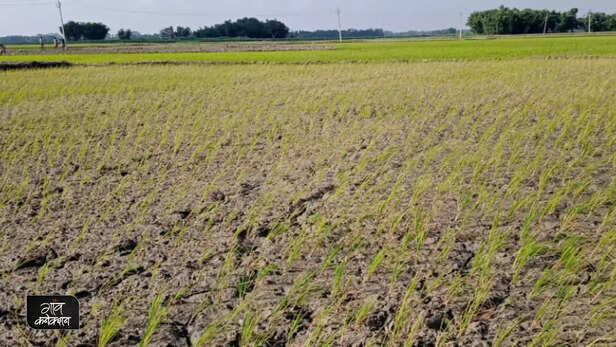 360578-kharif-paddy-farming-monsoon-rainfall-uttar-pradesh-bihar-jharkhand-drought-monsoon-climate-change-floods-9