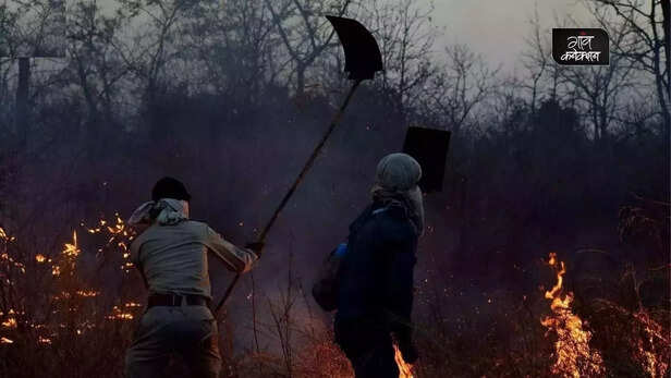 359022-melghat-tiger-reserve-angar-mukt-abhiyan-forest-fire-viral-video-shyama-prasad-mukherjee-jan-van-yojana-local-community-amravati-maharashtra-4