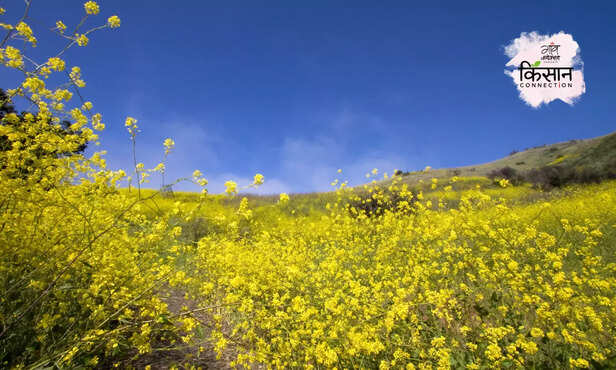 368020-genetically-modified-seeds-disadvantages-advantage-mustard-bt-cotton-3