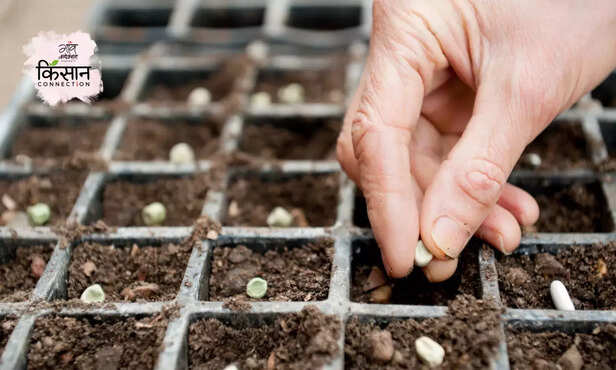 368021-genetically-modified-seeds-disadvantages-advantage-mustard-bt-cotton-2