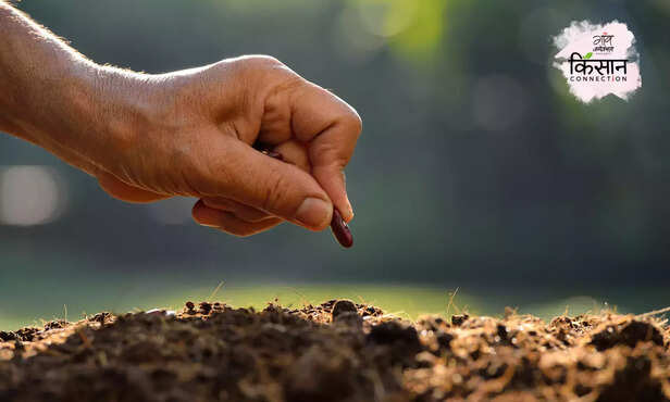 368022-genetically-modified-seeds-disadvantages-advantage-mustard-bt-cotton-1