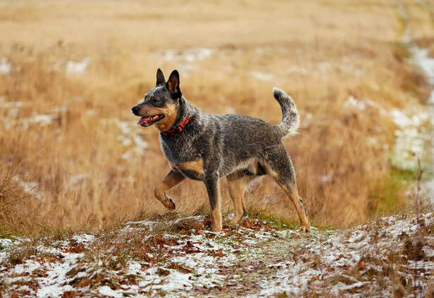 Majestic Australian Cattle Dog in Winter Landscape