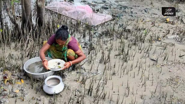 366901-sundarbans-fisherwomen-gender-tiger-prawn-seedling-migration-meendhara-3