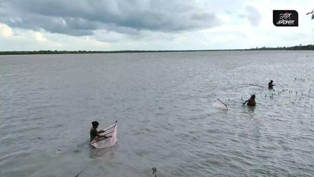 366904-sundarbans-fisherwomen-gender-tiger-prawn-seedling-migration-meendhara-1