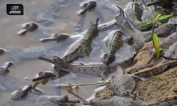 359769-gharial-satkosia-wildlife-sanctuary-angul-odisha-herpetologist-environment-2