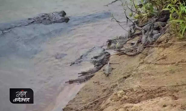 359770-gharial-satkosia-wildlife-sanctuary-angul-odisha-herpetologist-environment-1