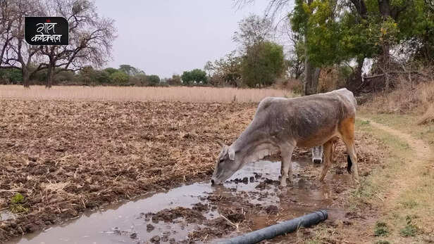 364861-heat-wave-alert-labour-agricultural-production-rural-india-bundelkhand-imd-climate-change-livelihood-health-3