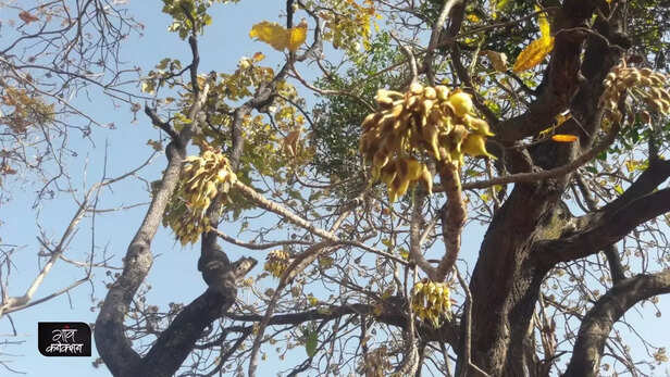 358885-mahua-flowers-cultural-significance-tribal-communities-economy-11