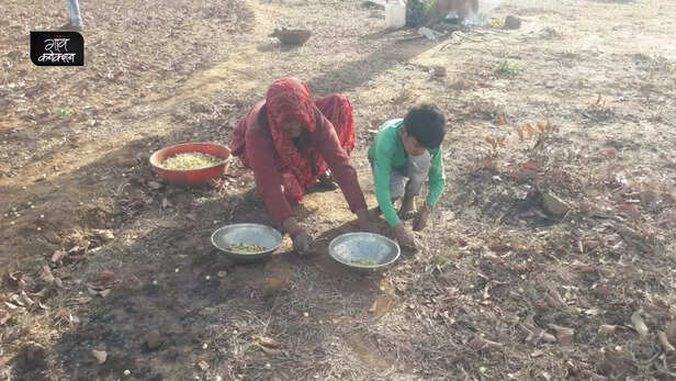 358886-mahua-flowers-cultural-significance-tribal-communities-economy-9