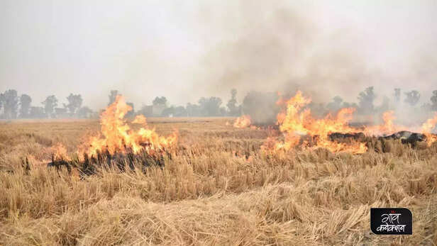 361650-government-of-punjab-haryana-uttar-pradesh-nct-zero-stubble-burning-crop-residue-narendra-singh-tomar