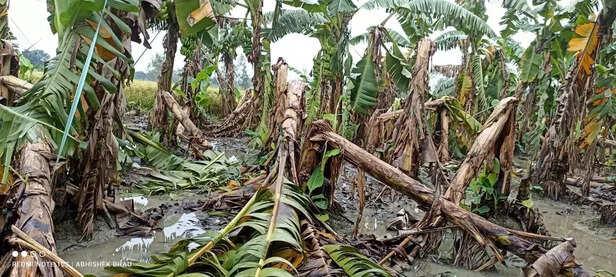 356098-paddy-potato-and-green-vegetables-crops-damaged-in-uttar-pradesh-due-to-heavy-rains-2