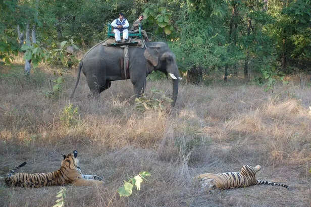 360533-tiger-reserve-panna-elephant-sanctuary-wildlife-madhya-pradesh-6