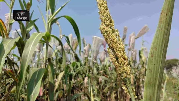 356878-centre-revises-guidelines-for-procurement-allocation-distribution-and-disposal-of-millets-1