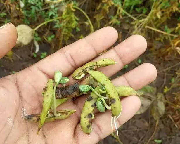 355839-due-to-heavy-rains-in-marathwada-maharashtra-soybean-crop-froze-in-the-field