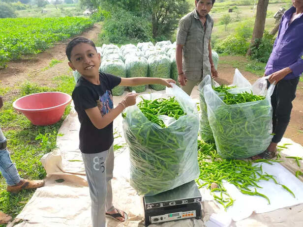 355501-chilli-prices-fell-due-to-more-production-farmers-upset-2