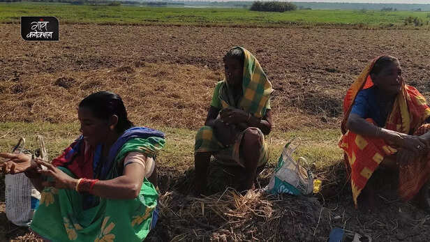 358390-ganjam-kewda-flower-kewra-perfume-industry-business-kirtipur-village-ganjam-odisha-5