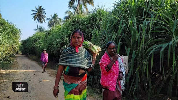 358391-ganjam-kewda-flower-kewra-perfume-industry-business-kirtipur-village-ganjam-odisha-6