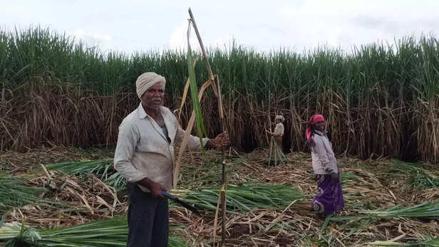 355156-sugar-cane-frp-modi-govt