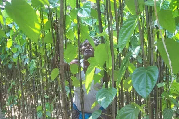 357418-odisha-jagatsinghpur-steel-plant-protest-jsw-dhinka-land-acquisition-betel-paddy-farmers-polise-baton-charge-1