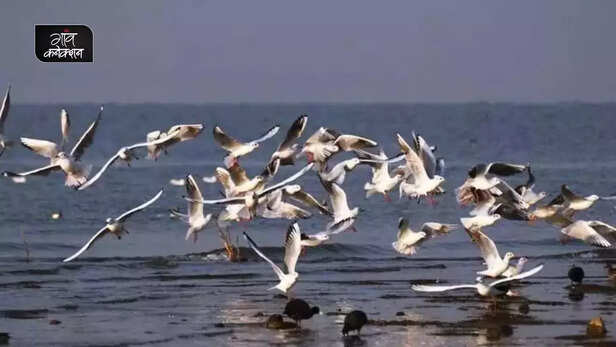 356694-bird-flu-crow-dead-sambhar-jaipur-rajasthan-poultry-bird-migratory-bird-1