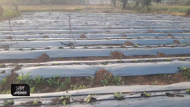 356599-organic-farming-madhya-pradesh-vegetable-cultivation-successful-farmer-gaon-connection-3