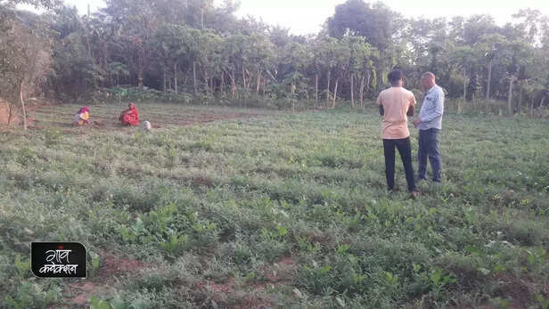 356600-organic-farming-madhya-pradesh-vegetable-cultivation-successful-farmer-gaon-connection-4