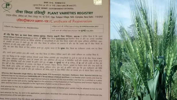 354755-narendra-09-wheat-variety-narendra-singh-mehra-farmer-haldwani-nainital-uttarkhand-1
