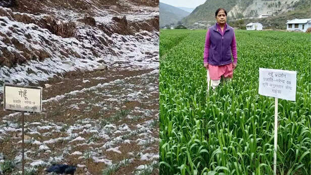 354757-narendra-09-wheat-variety-narendra-singh-mehra-farmer-haldwani-nainital-uttarkhand-2