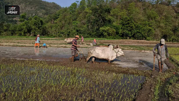 360599-harela-festival-uttarakhand-celebrates-biodiversity-nature-conservation-monsoon-1