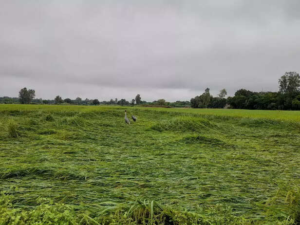 356096-heavy-rains-continue-imd-weather-update-damage-crops-due-to-rain-and-waterlogging-flood-alert