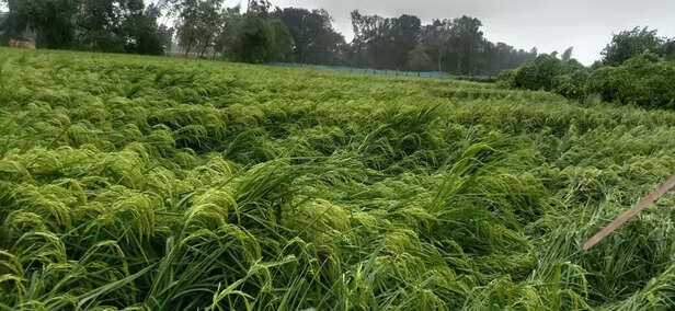 355636-up-weather-updates-heavy-rain-and-strong-wind-damage-paddy-sugarcane-vegetable-crops-farmers-upset-due-to-loss-2