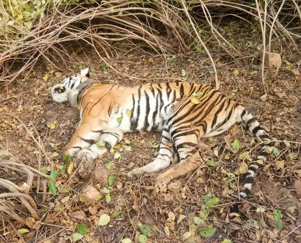 356474-tigress-213-63-dead-body