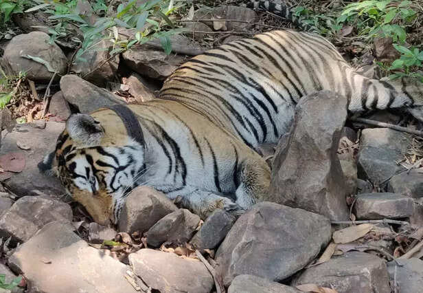 356477-tigers-p-21332-death