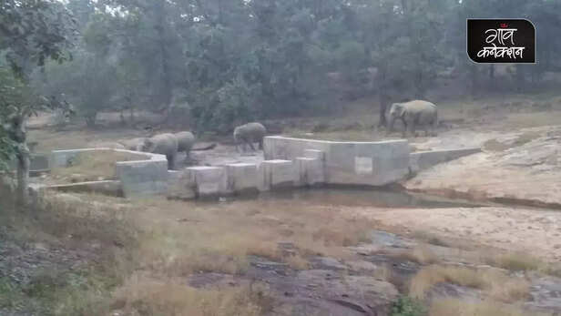 354920-lemru-elephant-reserve-chhattisgarh-elephant-conservation-coal-mines-2